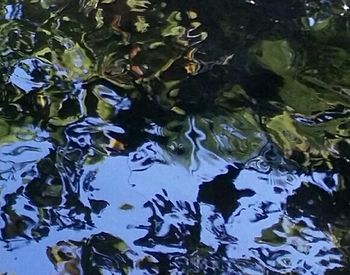 Leaves floating on pond