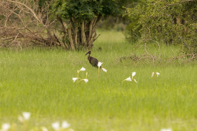 Birds in a field