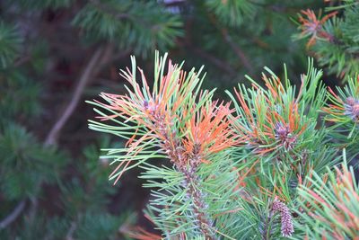 Close-up of pine tree