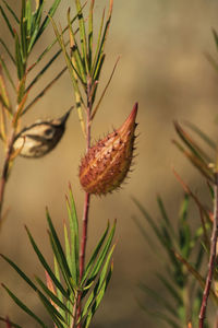 Detail of interesting plants