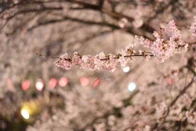 Pink flowers blooming on tree