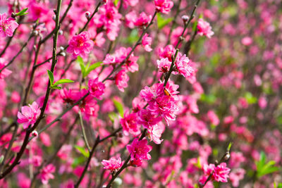 Close-up of pink flowers
