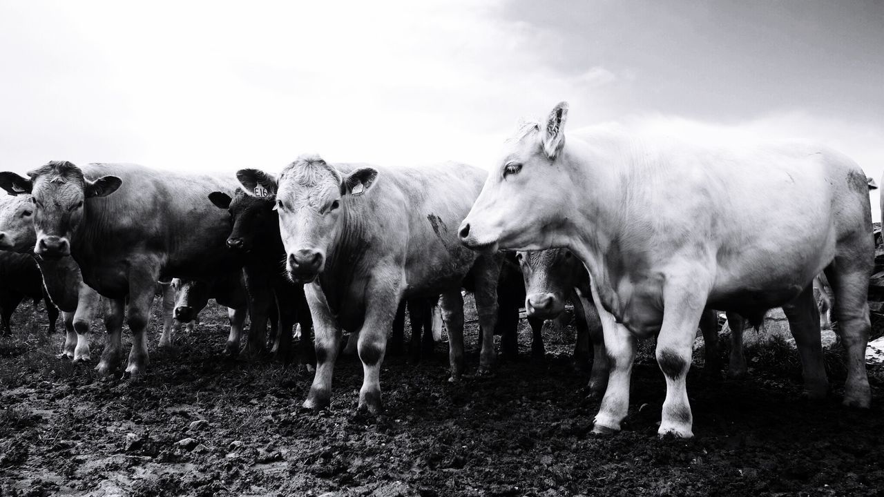 livestock, animal themes, horse, domestic animals, mammal, field, herbivorous, cow, standing, grazing, domestic cattle, grass, landscape, two animals, nature, cattle, working animal, sky, medium group of animals, pasture