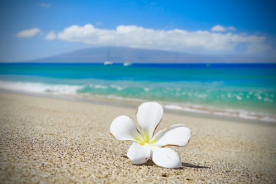 Close-up of white flowering plant on beach against sky