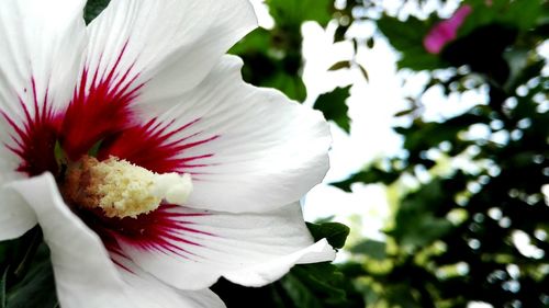 Close-up of pink flowers