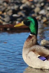 Close-up of mallard duck swimming in lake