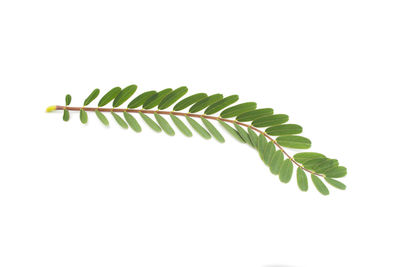 Close-up of fern leaves against white background