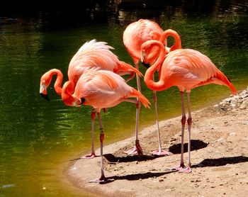 Flamingos in a lake