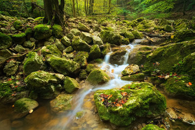 Stream amidst rocks in forest