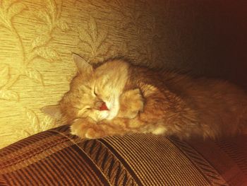 Cat resting on bed