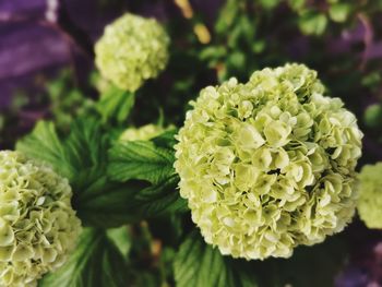 Close-up of flowering plant