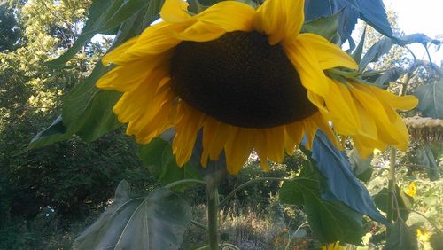 Close-up of yellow sunflower in park