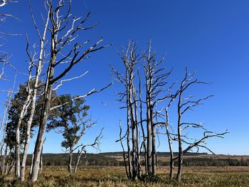 Bare tree on field against clear blue sky