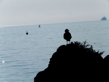 Bird flying over sea