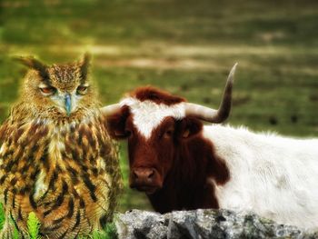 Portrait of two horses on field