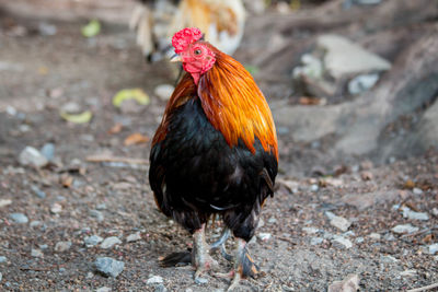 Close-up of rooster on field