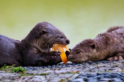 Side view of otters on rock