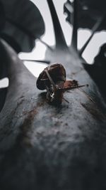 Close-up of snail on wood