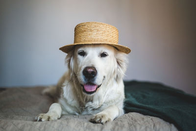 Close-up of retriever dog wearing straw boater hat while lying on bed at home