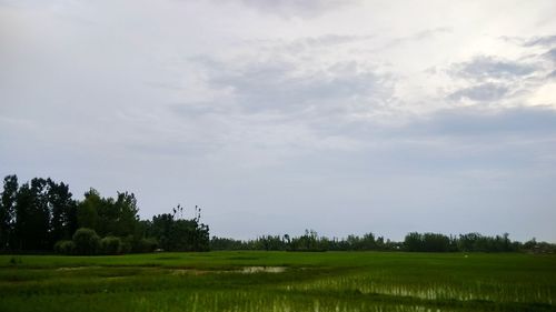 Scenic view of field against sky