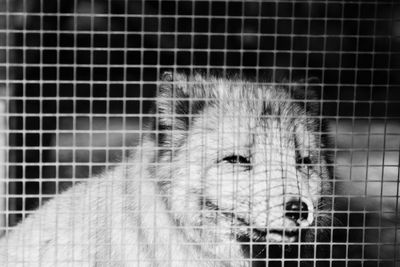 Close-up of horse in cage