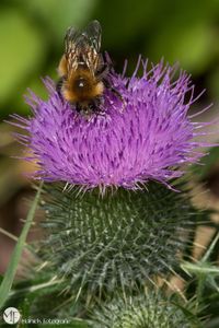 Close-up of honey bee on thistle