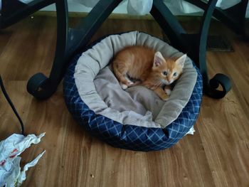 High angle view of cat lying on hardwood floor