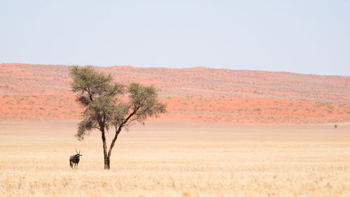 View of horse on field against clear sky