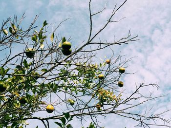 Low angle view of tree against sky