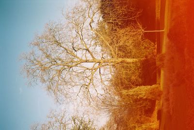 Trees on landscape against clear sky
