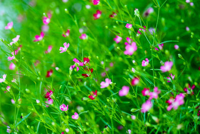 Close-up of pink flowering plants on field