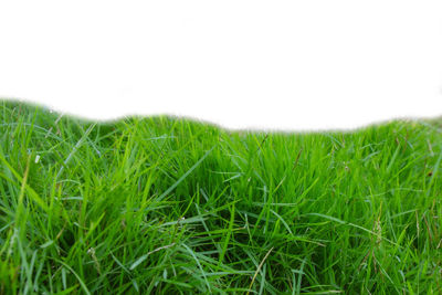 Scenic view of grassy field against sky