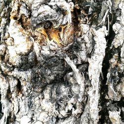 Full frame shot of tree trunk