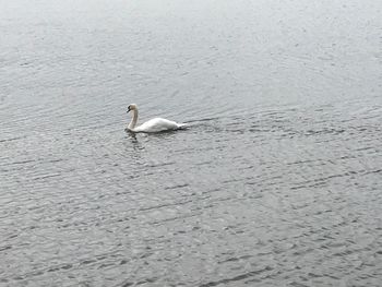 High angle view of swan swimming on lake