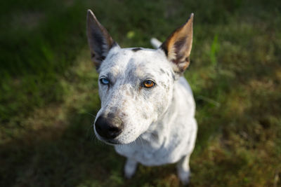 Close-up portrait of dog on field