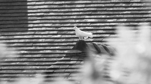 Seagulls on a wall