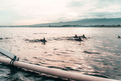 View of dolphins in sea against sky