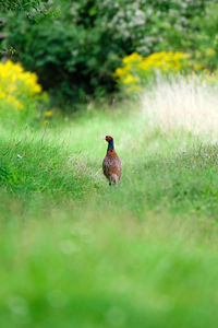 Bird on a field