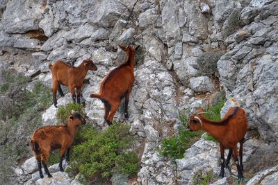 Horse standing on rock