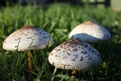 Close-up of mushroom growing on grassy field