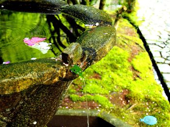 Close up of plant in water