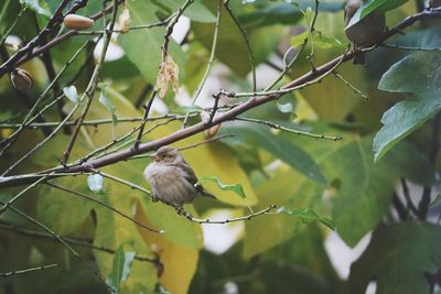 Close-up of bird perching on tree