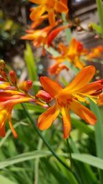 Close-up of orange day lily blooming outdoors