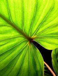 Macro shot of leaf