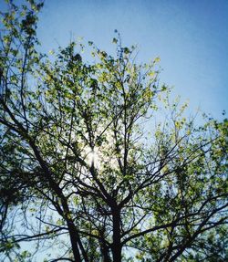 Low angle view of trees against sky