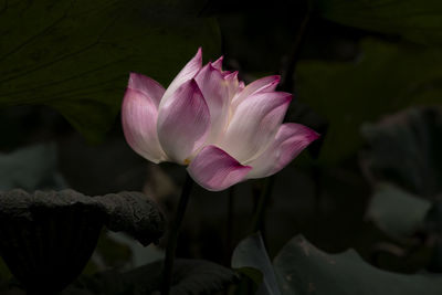 Close-up of pink lotus water lily