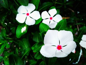 Close-up of white flowering plant