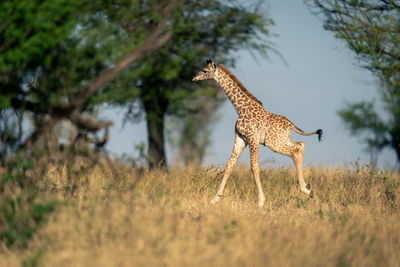 Giraffes on grassy field