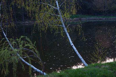 Scenic view of lake in forest