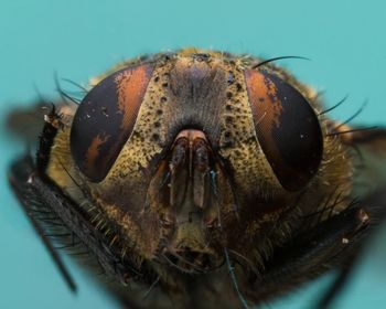 Close-up of a dead fly